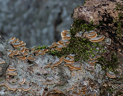 Strange mushrooms on the trees...