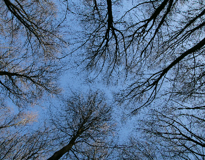 tall trees against a blue sky