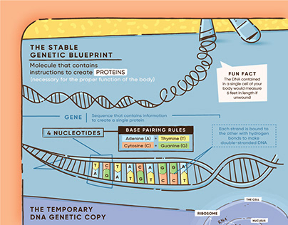 Infographic - Genetic Mutations and Cancer