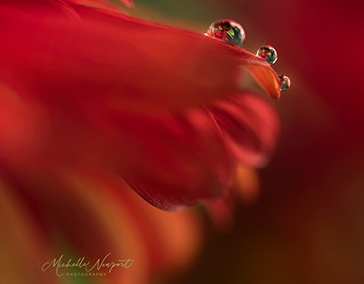 Rose Dewdrops