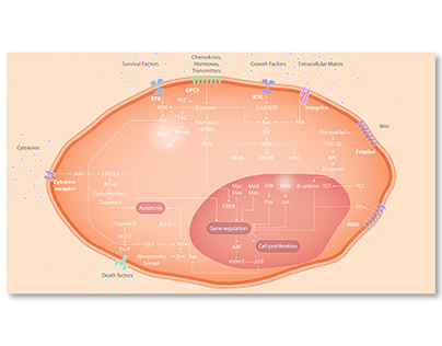 Project thumbnail - Figure scientifique : intracellular pathway