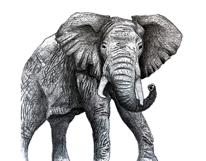 Animals: The Elephant