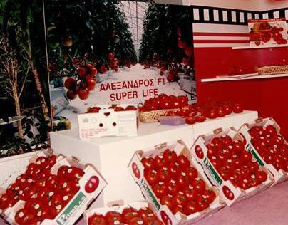 1rst Branded Tomato in Greece - PRIMA