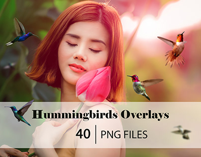 Hummingbirds Overlays