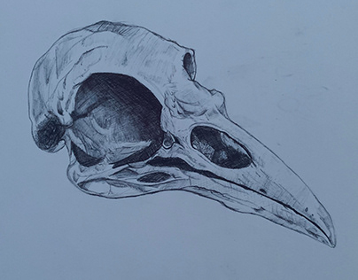 bird skull drawing