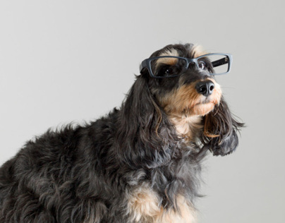 I,Pet: Leica Glasses