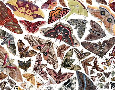 Moths of North America