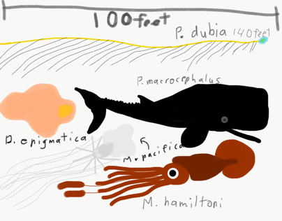 Fascinations of the Deep Sea   Size Charts