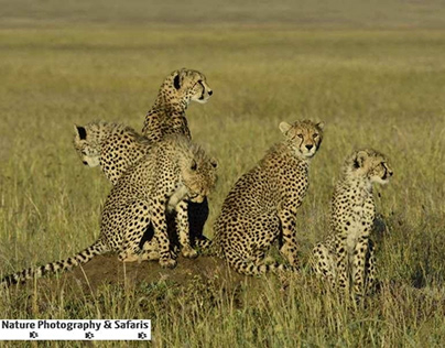 Cheetah & Cubs