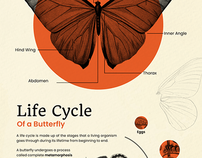 Butterfly Infographics