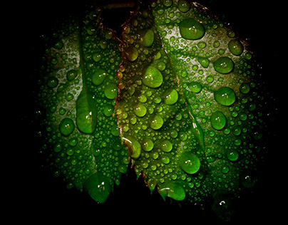 Leaves and drops