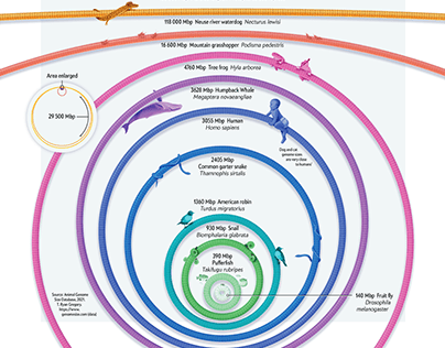 Genomes Across the Animal Kingdom