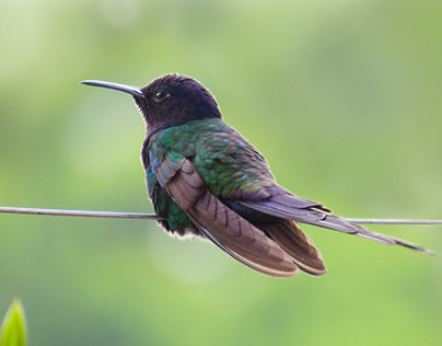 Hummingbirds from Brazil