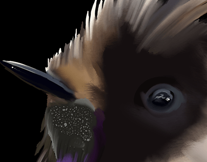 Colibri Barbudo