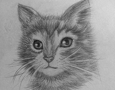 Pencil drawing Kitten