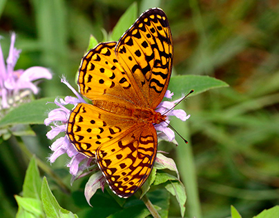 Butterfly\Fritillary\Aphrodite