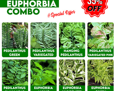 Pedilanthus-Euphorbia-combo