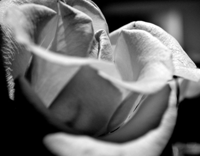 Les Roses - Photography