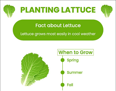 Planting Lettuce Infographic