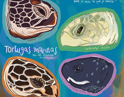 Stickers de tortugas marinas