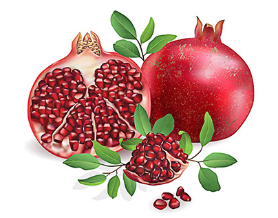 Pomegranate on a white background. Vector graphics