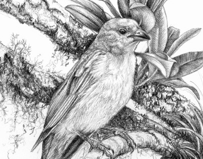 Birds - pencil drawings 2