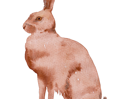 Hare. Watercolor picture for Kid's T-shirts
