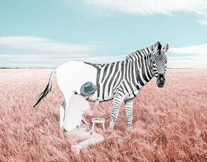 That's how zebras are born.
