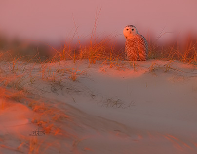 Maryland Snowy Owls