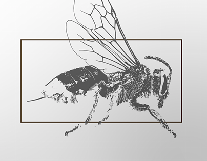 Insect Project