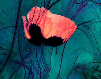 An Artistic Portrayal of the Ordinary Poppy Flower
