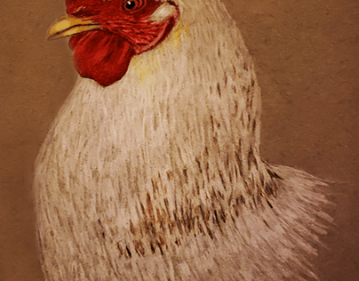White Chicken Portrait