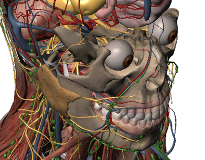 Visible Body 3d Human Anatomy Atlas 2 Download