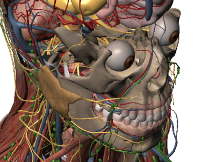 Visible Body Human Anatomy Atlas 2, iPad/iPhone/Android