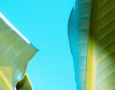 Examination of a Banana Leaf Plant