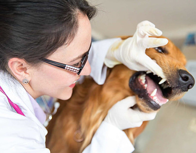 Dental Diseases at Animal Dental Care Hospital