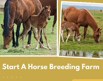 Start A Horse Breeding Farm
