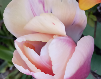 Pink Tulip with White Edges, Two Orange in Background