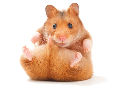 Can Hamsters Get Fleas? (And What To Do If