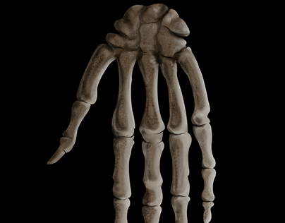 Hand Bone.
