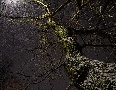 Зима и дерево