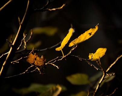 Late Autumn Light