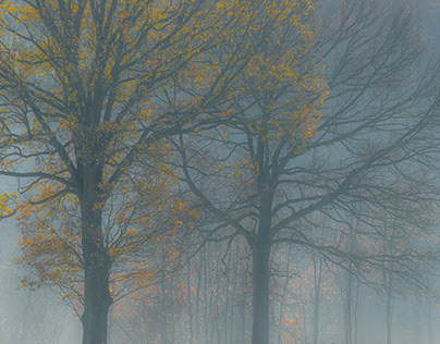 A foggy, colorful autumn morning