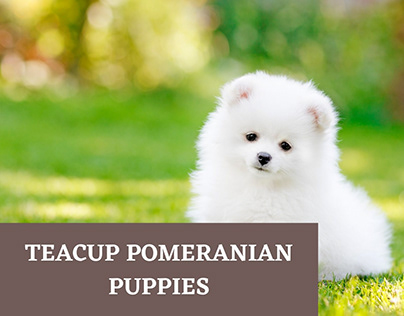 Cheap Teacup Pomeranians Puppies for Sale