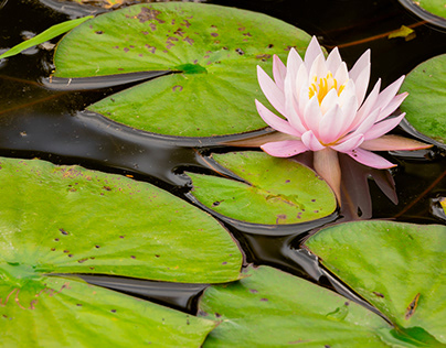 Water Lillies on the Pond