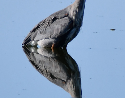 Reflective Heron