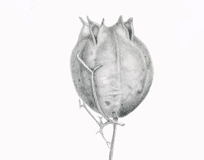 Nigella seed pod, dried, 2x