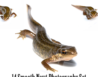 Smooth Pond Newt Photography Collection