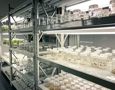 Plant tissue cultivation room