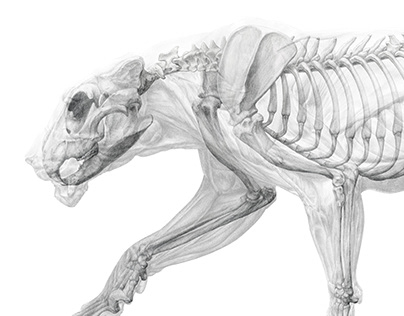 Muscular and skeletal systems of Panthera Leo
